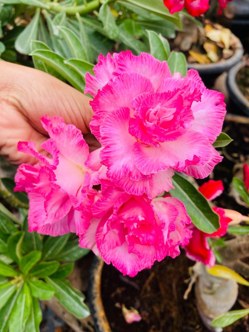 Blossom Queen | Triple Petal Pink White Grafted Adenium Plant - Desert Rose Bonsai | Adenium Obesum | Outdoor Flowering Plant