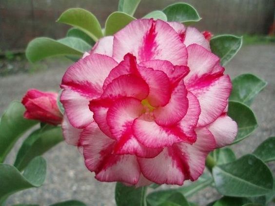 Classic (Triple petal rose white Adenium Bonsai Plant)[code-HMC]