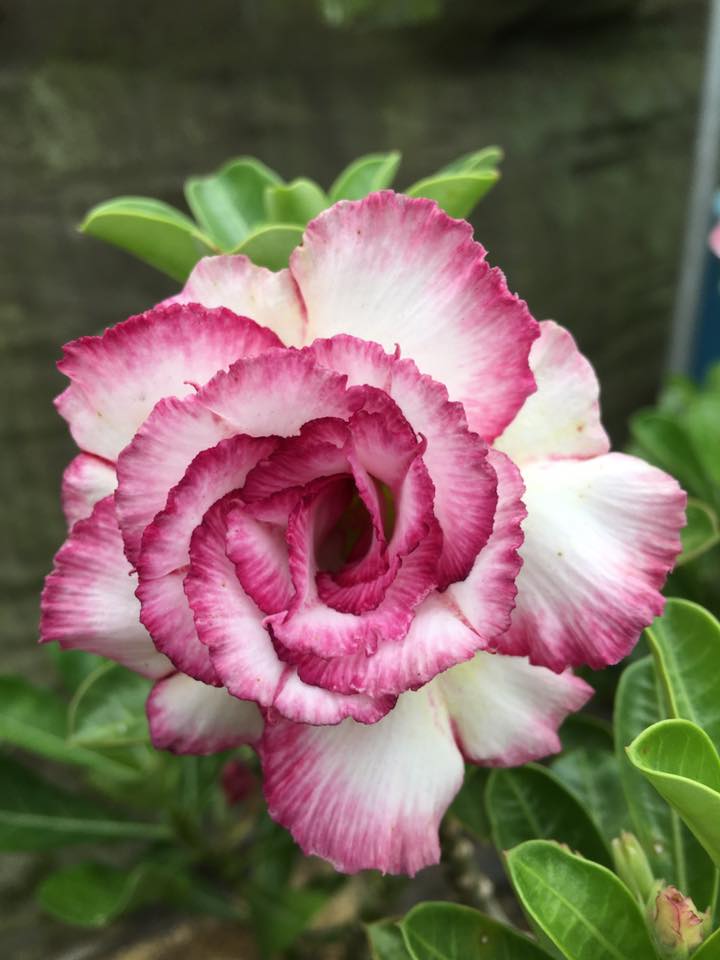 Classic | Triple petal rose white Grafted Adenium Plant - Desert Rose Bonsai | Adenium Obesum | Outdoor Flowering Plant