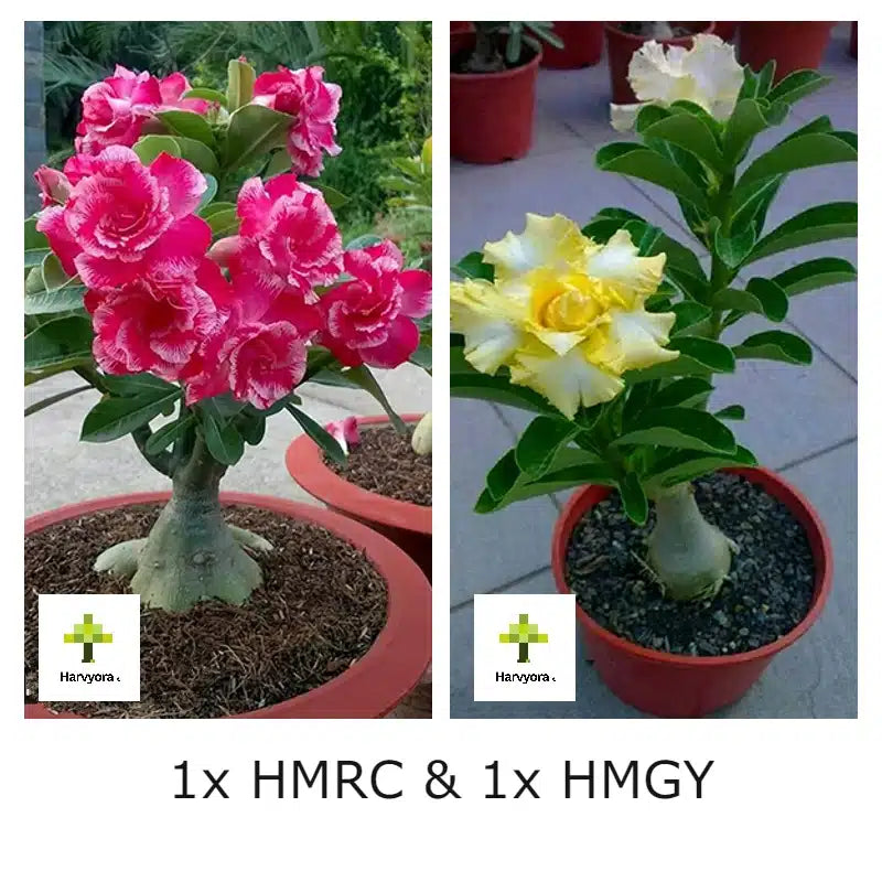 Adenium Combo - Rose Craft and Golden Yellow