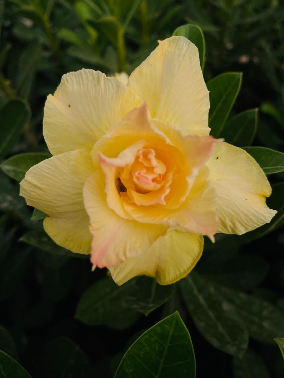 Flame Spread (Triple Petal Yellow Orange Adenium Bonsai Plant) [CODE- HMFSD]