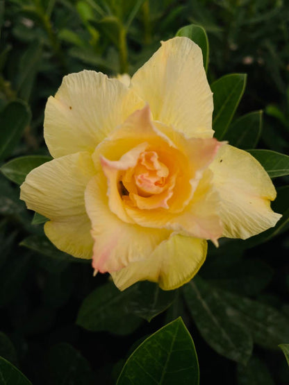 Flame Spread (Triple Petal Yellow Orange Adenium Bonsai Plant) [CODE- HMFSD]