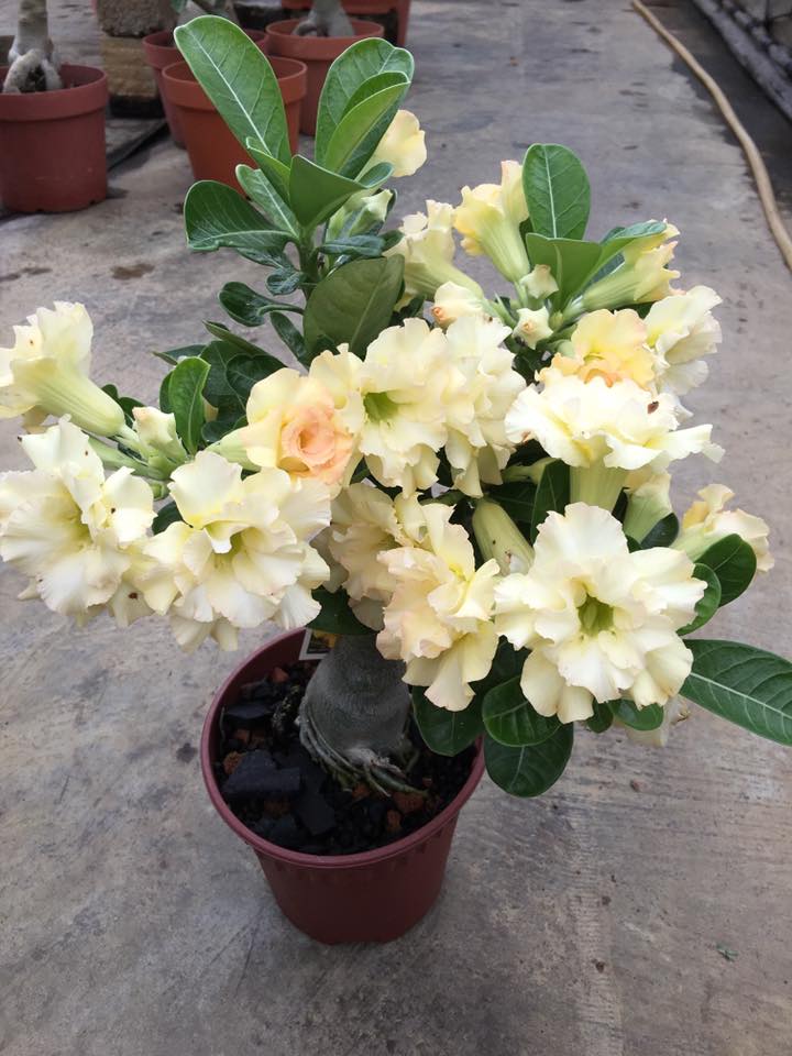 Flame Spread | Triple Petal Yellow Orange Grafted Adenium Plant - Desert Rose Bonsai | Adenium Obesum | Outdoor Flowering Plant