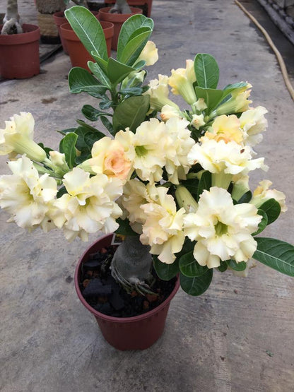 Flame Spread (Triple Petal Yellow Orange Adenium Bonsai Plant) [CODE- HMFSD]