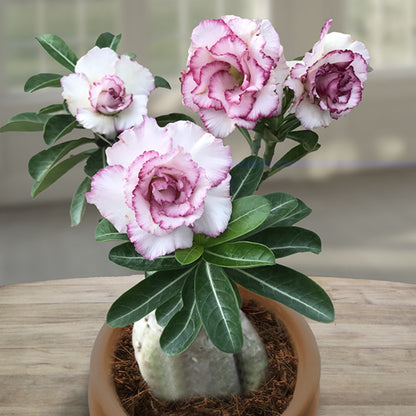 Flora Valentine(Triple petal rose white Adenium Bonsai Plant)[code-HMFV]