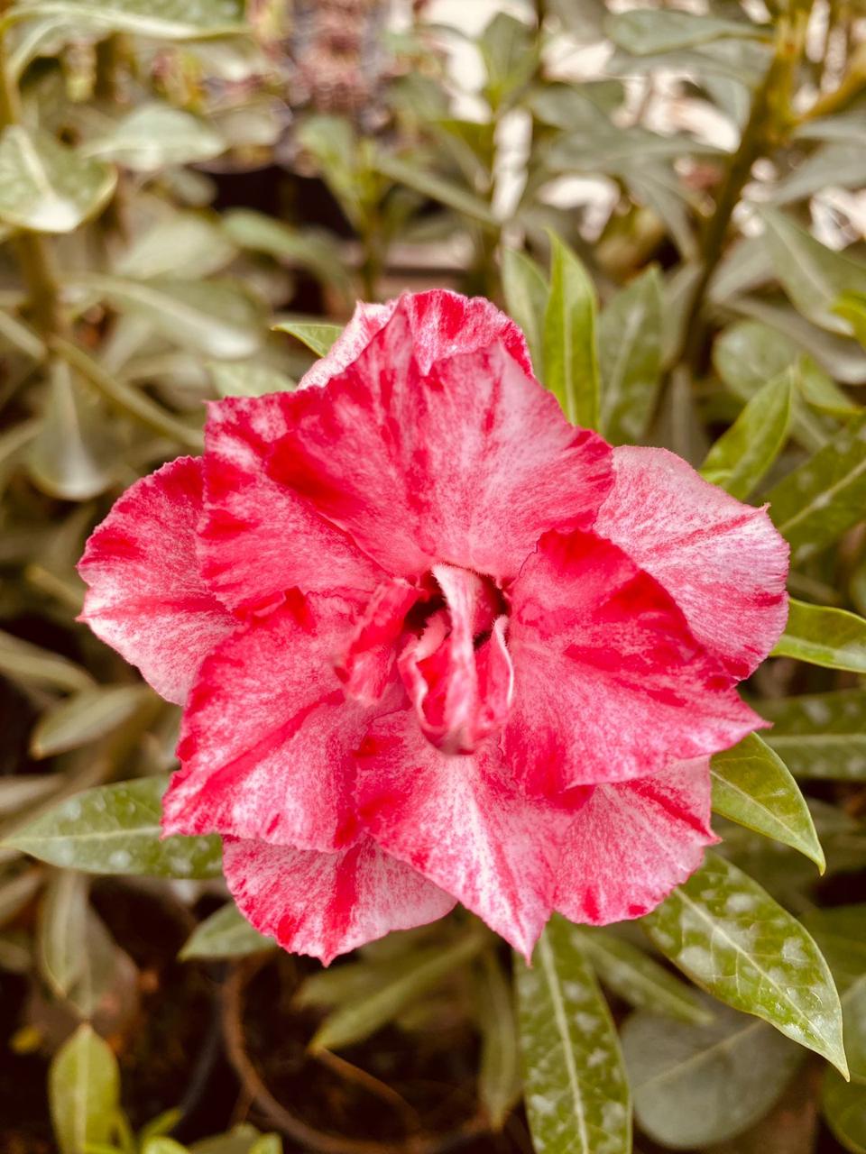Fuchsia Spread | Triple Petal Deep Pink White Grafted Adenium Plant - Desert Rose Bonsai | Adenium Obesum | Outdoor Flowering Plant