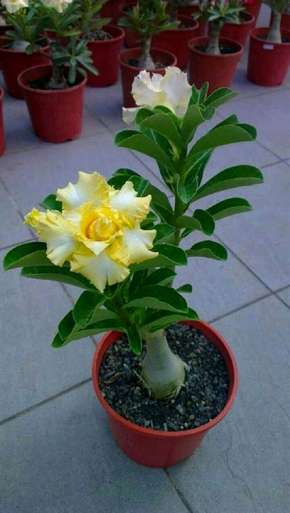 Golden Yellow (Double petal yellow Adenium Bonsai Plant)[code-HMGY]