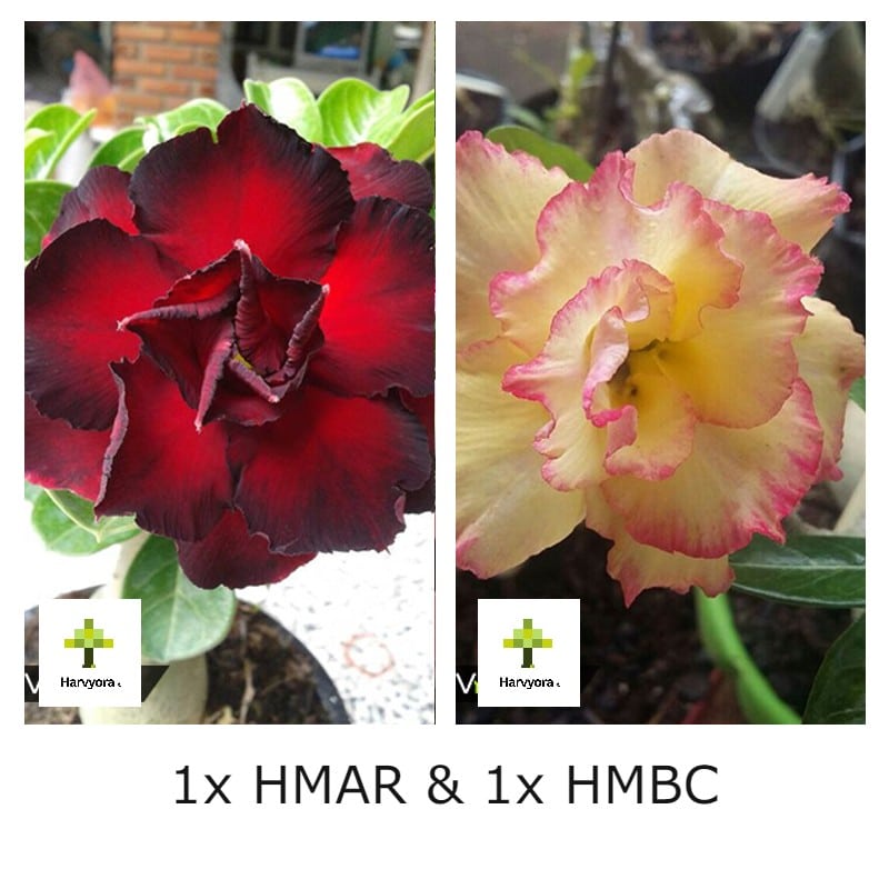 Adenium Combo - HMAR and HMBC