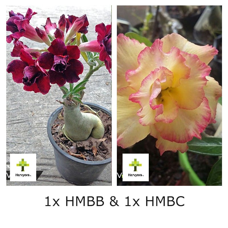 Adenium Combo - HMBB and HMBC