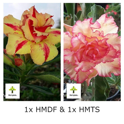 Adenium Combo - HMDF and HMTS (HMCO103)