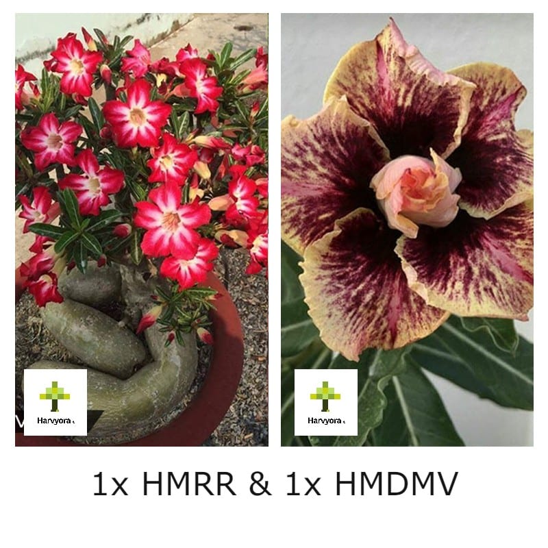 Adenium Combo - HMRR and HMDMV (HMCO106)