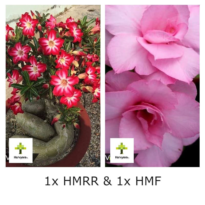 Adenium Combo - HMRR and HMF