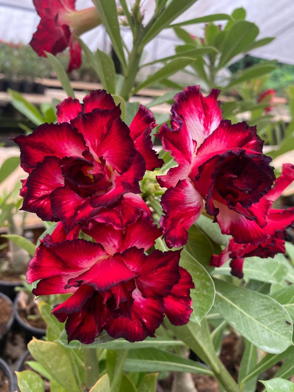 Ruby Bloom | Triple petal dark Red white Grafted Adenium Plant - Desert Rose Bonsai | Adenium Obesum | Outdoor Flowering Plant