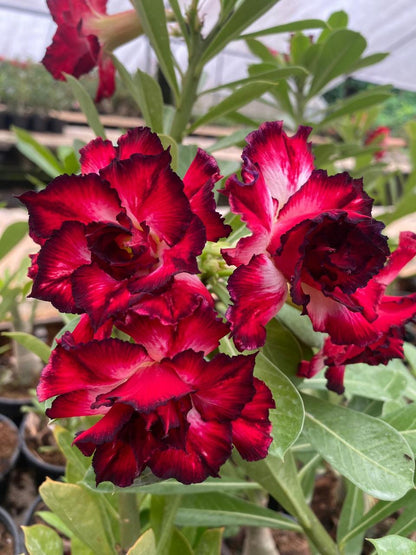 Ruby Bloom (Triple petal dark Red white Adenium Bonsai Plant) [code-HMRB]