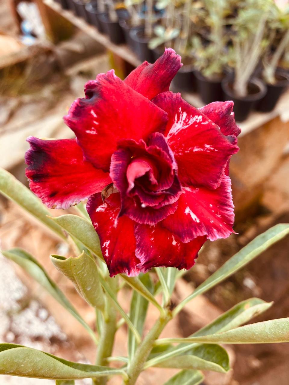 Red Jewel | Triple petal Red white Grafted Adenium Plant - Desert Rose Bonsai | Adenium Obesum | Outdoor Flowering Plant