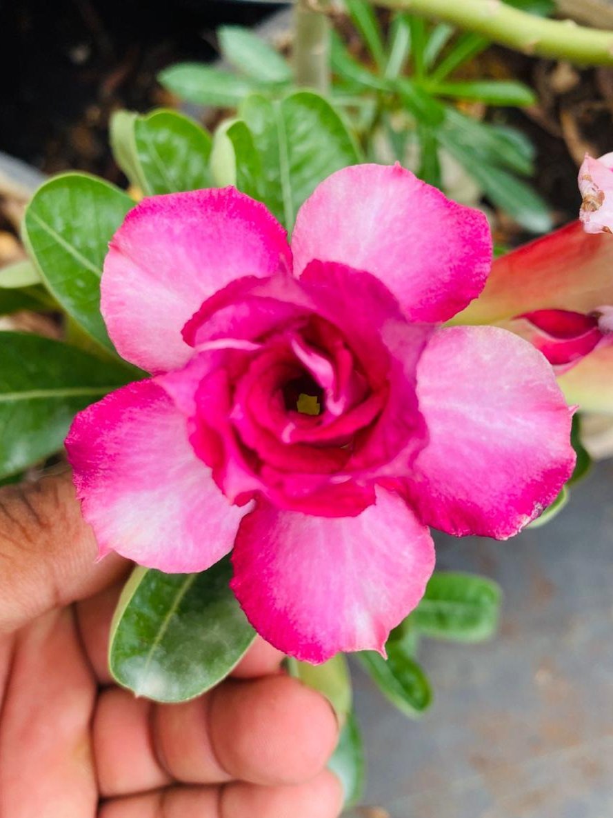 Sweet Peony | Triple Petal Pink White Grafted Adenium Plant - Desert Rose Bonsai | Adenium Obesum | Outdoor Flowering Plant