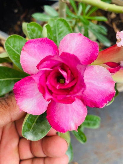 Sweet Peony (Triple Petal Pink White Adenium Bonsai Plant) [CODE- HMSP]