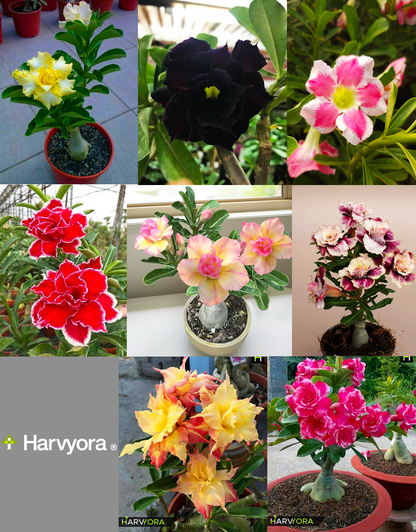 Adenium Combo of 8 (Rose craft,Golden yellow,Fire dragon,Desert biscuit,Pastel elegance ,Black panther,Winter vibe,Ruffle pink) CODE-HAC8