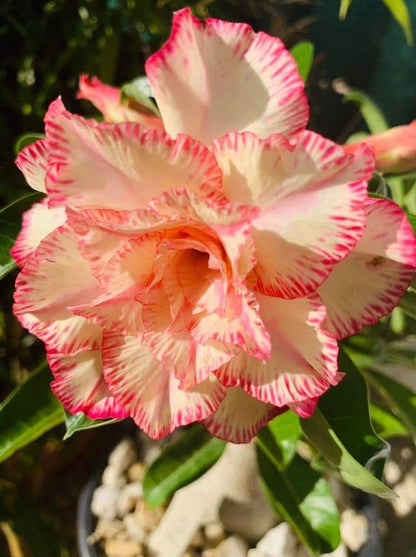 Luminous Bloom(Triple Petal Cream and Pink Adenium Bonsai Plant) [CODE- HMLB]