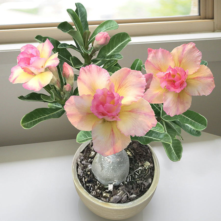 Pastel Elegance | Triple Petal Cream Pink Grafted Adenium Plant - Desert Rose Bonsai | Adenium Obesum | Outdoor Flowering Plant