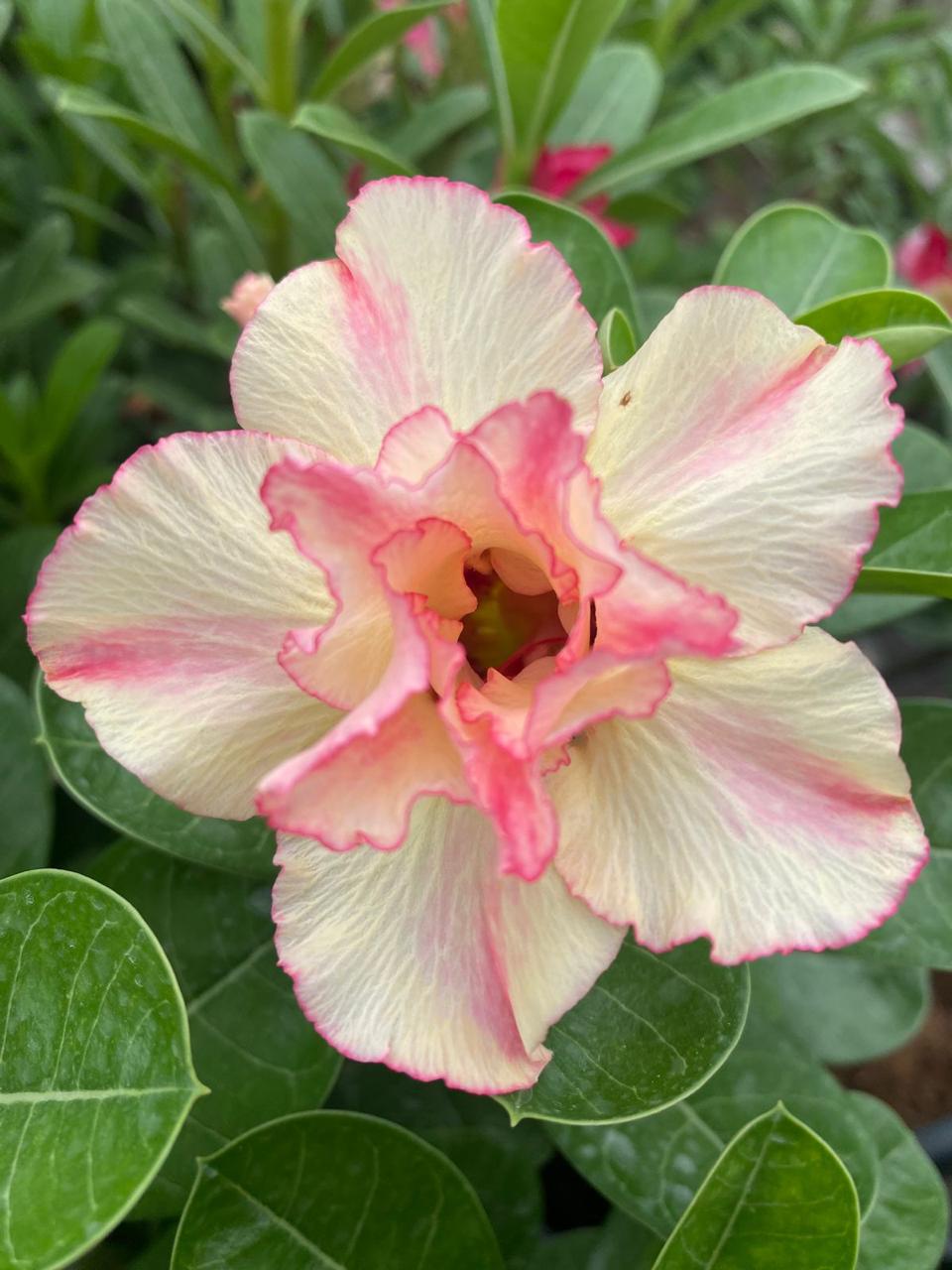 Pastel Elegance(Triple Petal Cream Pink Adenium Bonsai Plant) [CODE- HMPE]