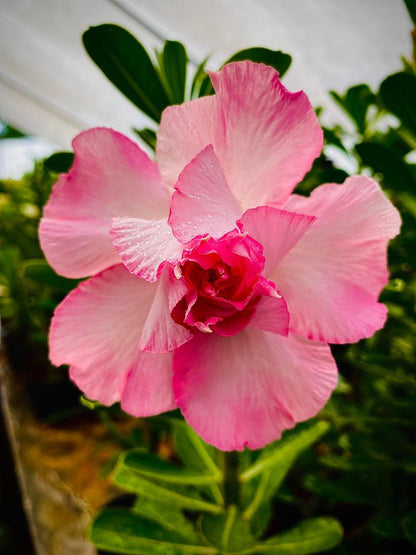 Petal Parade (Triple Petal Pink White Adenium Bonsai Plant) [CODE- HMPP]