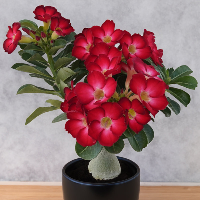 Redhite ( Single petal red Adenium Bonsai Desert Rose Plant )[code-HMDRR]