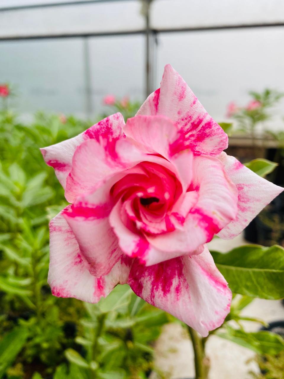 Rosy Rhapsody | Triple Petal Pink White Grafted Adenium Plant - Desert Rose Bonsai | Adenium Obesum | Outdoor Flowering Plant