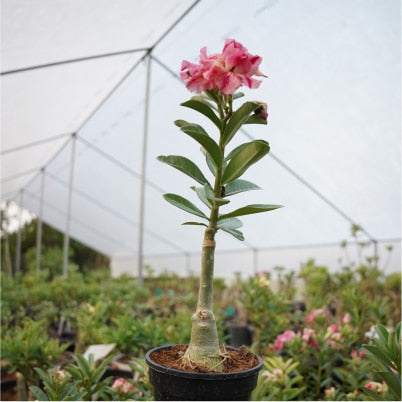 Redhite ( Single petal red Adenium Bonsai Desert Rose Plant )[code-HMDRR]