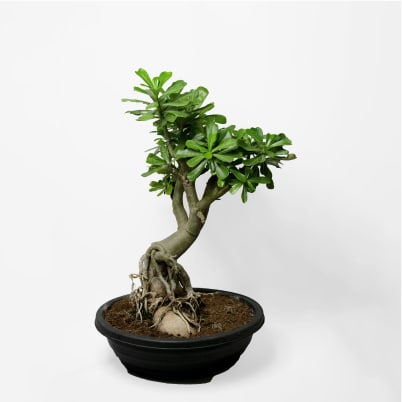 Dark Desert Rose Think ( Single Petal Rose Adenium Bonsai Desert Rose Plant )[code-HMDDRT]