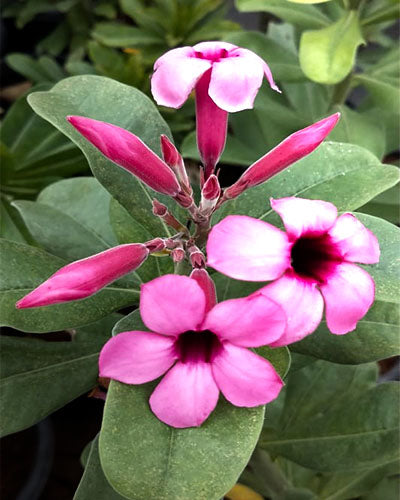 Desert Rosella | Single petal Grafted Adenium Plant - Desert Rose Bonsai | Adenium Obesum | Outdoor Flowering Plant