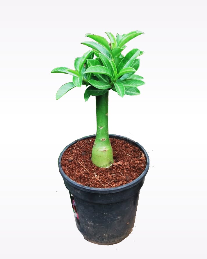 Desert Red Head(Single petal Double color Adenium Bonsai Plant)[code -HMDRH]