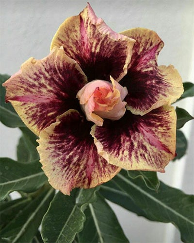 Desert Morning Vine | Triple Petal Grafted Adenium Plant - Desert Rose Bonsai | Adenium Obesum | Outdoor Flowering Plant