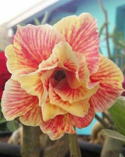 Orange Splash | Double Petal Orange Yellow Grafted Adenium Plant - Desert Rose Bonsai | Adenium Obesum | Outdoor Flowering Plant