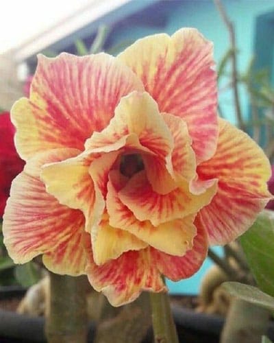 Orange Splash (Double Petal Orange Yellow Adenium Bonsai Plant) [CODE-HMOSP]