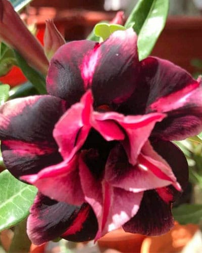 Desert Rose Purple Black (Triple Petal Rose Purple Black Adenium Bonsai Plant) [CODE-HMDRPB]