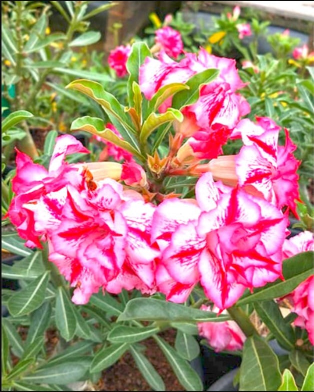 Red Vein | Triple petal double color Grafted Adenium Plant - Desert Rose Bonsai | Adenium Obesum | Outdoor Flowering Plant