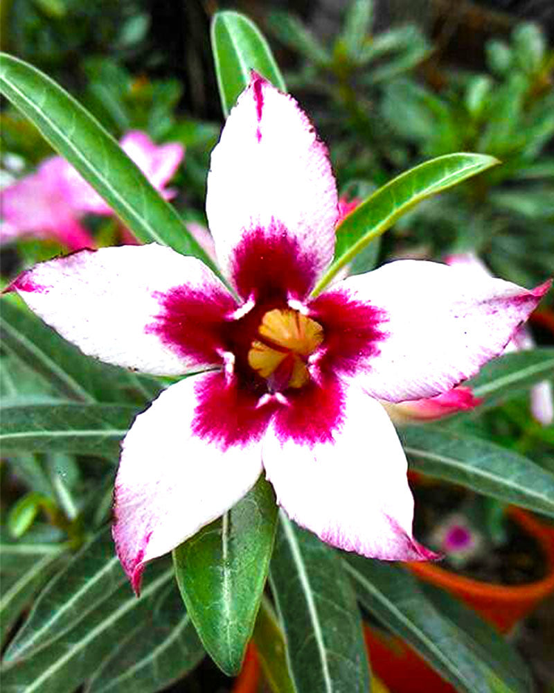 Wonder Star | Single Petal Magenta Colour Grafted Adenium Plant - Desert Rose Bonsai | Adenium Obesum | Outdoor Flowering Plant
