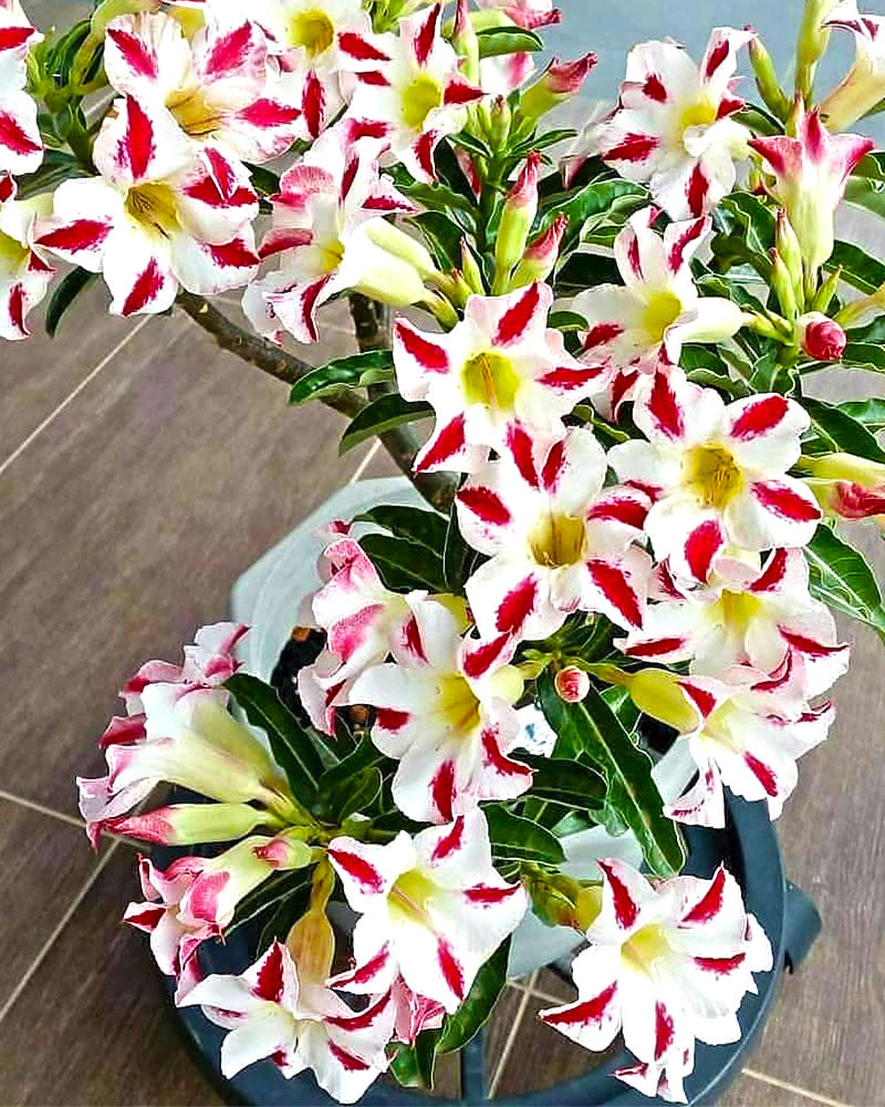 Ruffle Red | Single petal Double Colour Grafted Adenium Plant - Desert Rose Bonsai | Adenium Obesum | Outdoor Flowering Plant