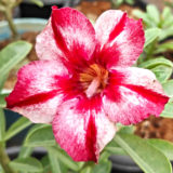Coffee Red | Single Double Colour Grafted Adenium Plant - Desert Rose Bonsai | Adenium Obesum | Outdoor Flowering Plant