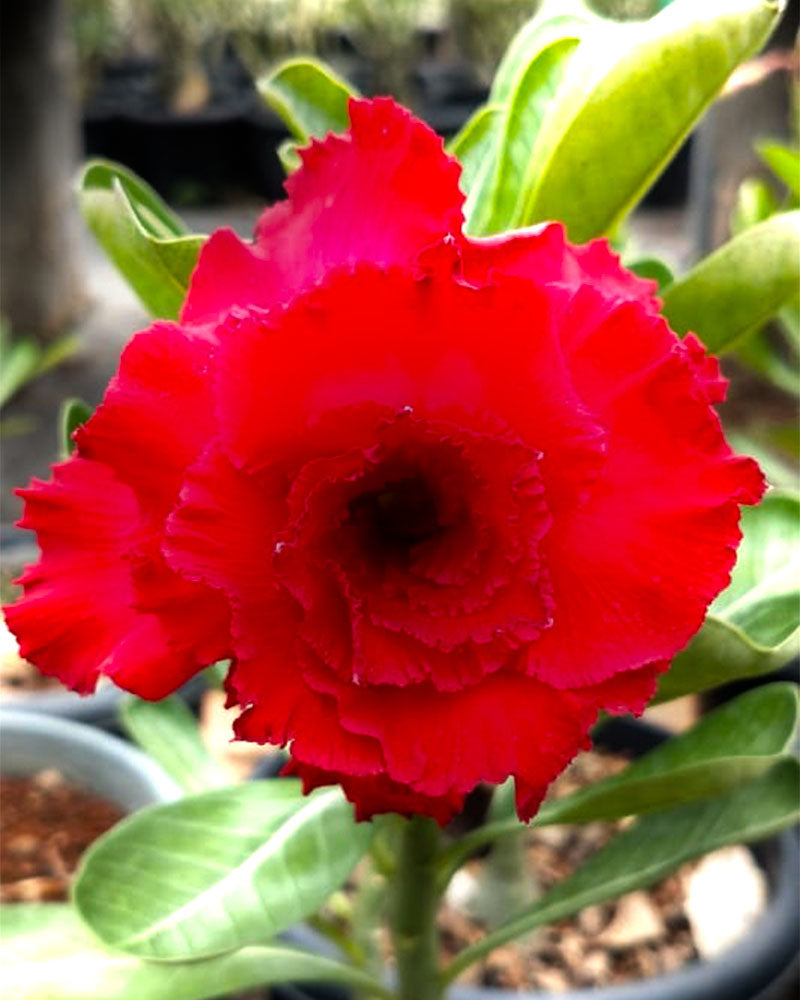 Desert Ruby | Triple Petal Pure Red Grafted Adenium Plant - Desert Rose Bonsai | Adenium Obesum | Outdoor Flowering Plant