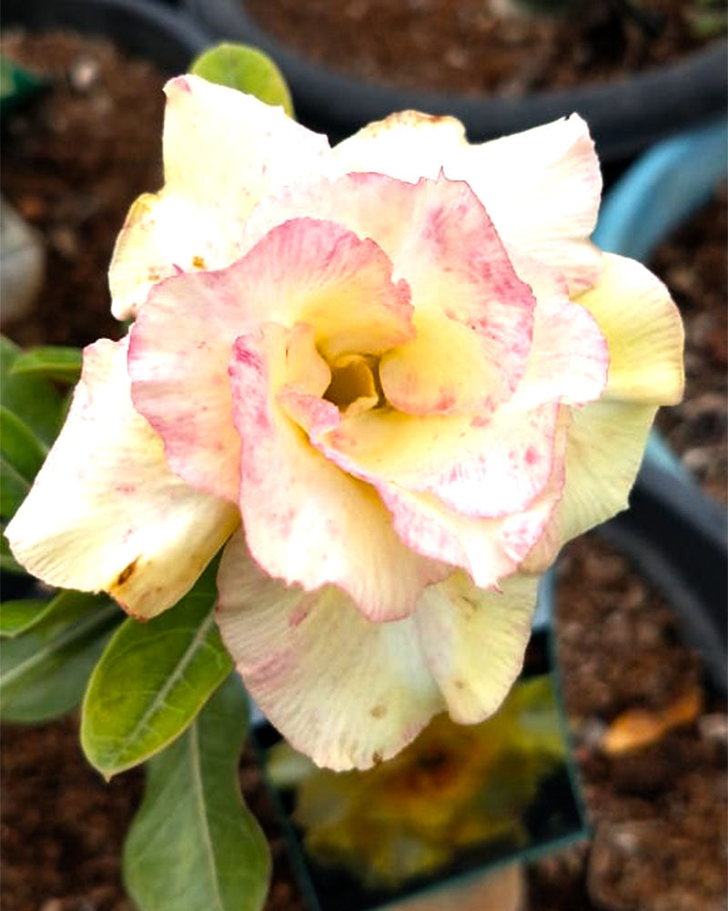 Desert Warbler | Triple petal Double Colour Grafted Adenium Plant - Desert Rose Bonsai | Adenium Obesum | Outdoor Flowering Plant