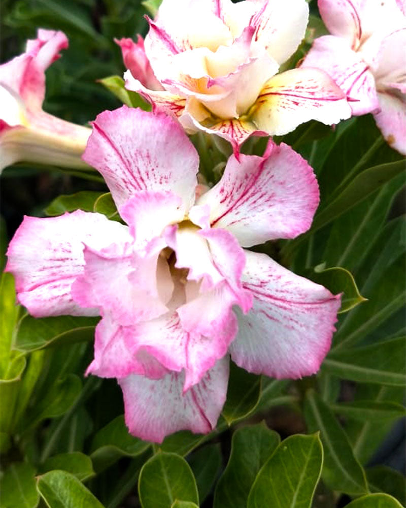 Desert Spoonbill | Triple Petal Tricolour Grafted Adenium Plant - Desert Rose Bonsai | Adenium Obesum | Outdoor Flowering Plant