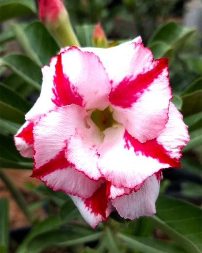 Desert Sorbet (Double petal Double Colour Adenium Bonsai Plant)[code -HMDSO]