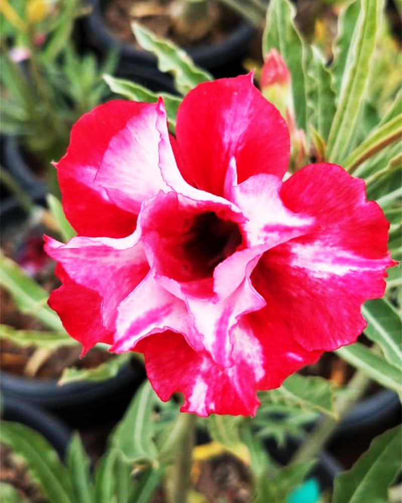 Canary Red | Triple Petal Tricolour Grafted Adenium Plant - Desert Rose Bonsai | Adenium Obesum | Outdoor Flowering Plant