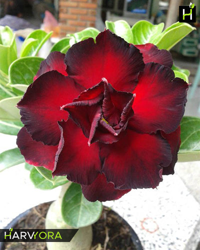 Angel Red | Triple petal black red Grafted Adenium Plant - Desert Rose Bonsai | Adenium Obesum | Outdoor Flowering Plant