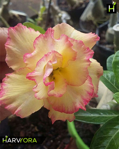 Bride Code (Double petal pink yellow Adenium Bonsai Plant)[code-HMBC]