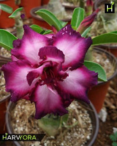 Bride’s Wish | Double Petal Violet Grafted Adenium Plant - Desert Rose Bonsai | Adenium Obesum | Outdoor Flowering Plant