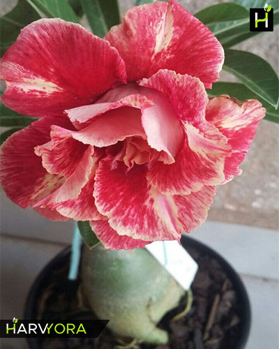 Confusion | Triple petal orange yellow Grafted Adenium Plant - Desert Rose Bonsai | Adenium Obesum | Outdoor Flowering Plant
