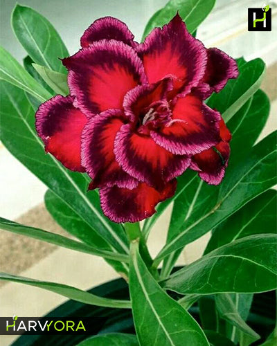 Dancing Lady | Triple petal tricolor Grafted Adenium Plant - Desert Rose Bonsai | Adenium Obesum | Outdoor Flowering Plant